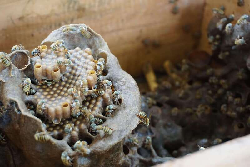 From Riviera Maya: Coba, Punta Laguna & Cenote Guided Trip - Lunch with a Traditional Mayan Meal