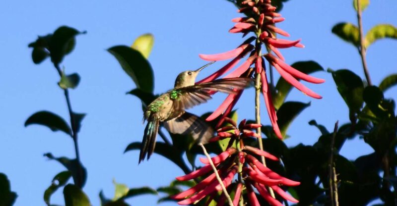 From Riviera Maya : Sian Ka'an Muyil Birdwatching with Guide - Timing, Pacing, and Group Size