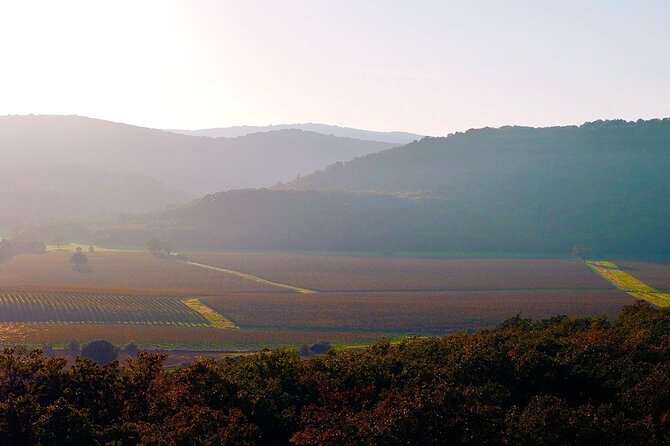 From Rome: Hidden Tuscany Day Trip with Lunch and Wine Tastings - Modern Elegance at Tenuta Ammiraglia