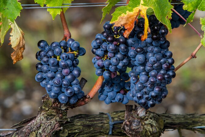 from Rome Montepulciano and Montalcino, the Wine Routes - Key Points