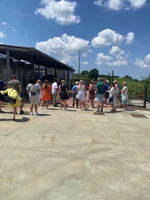 From Rome: tasting tour in cellar immersed between vineyards - Logistics: Private Groups, Accessibility, and Flexibility