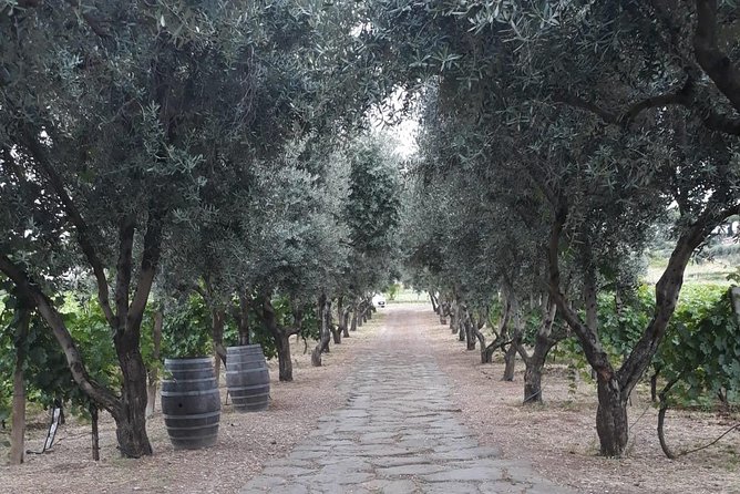 From Rome: Wine tasting and Nemi - Private transportation - Comfort and Convenience of Private Transport