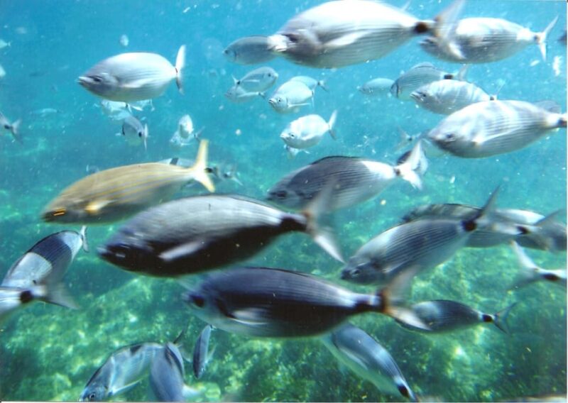 From Roses: Cap Norfeu Boat Cruise & Swimming - Practical Details: Meeting Points, Pacing, and Accessibility