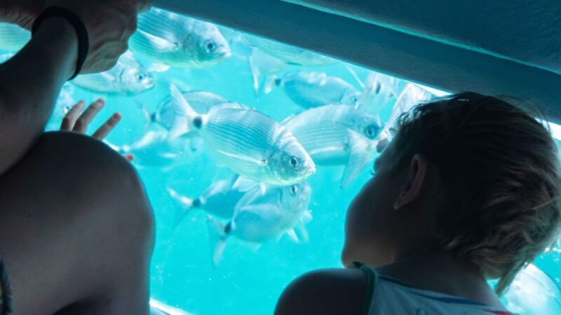 From Roses: Medes Islands Boat Tour with El Estartit Visit - Practical Details: Booking, Cancellation, and Languages