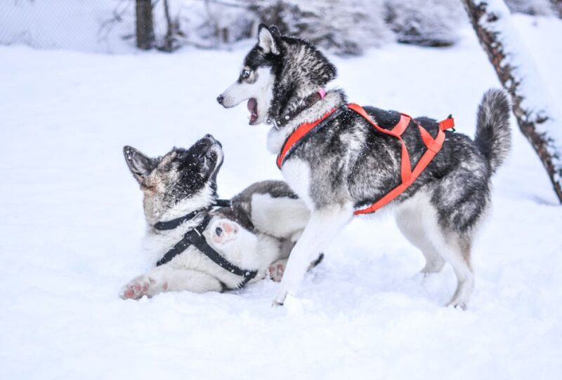 From Rovaniemi: 5km passenger Husky Sleigh Ride - Guide and Multilingual Support