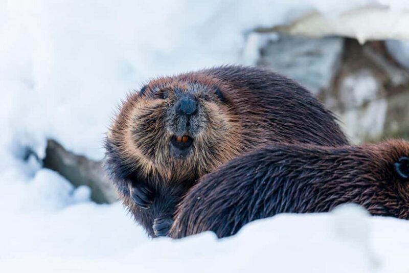 From Rovaniemi: Family Friendly Visit to Ranua Wildlife Park - Convenience and Comfort of the Tour Itinerary