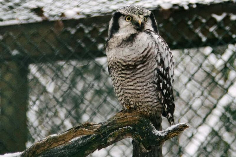 From Rovaniemi: Family Friendly Visit to Ranua Wildlife Park - The Experience Provider: Nordic Escapes Oy