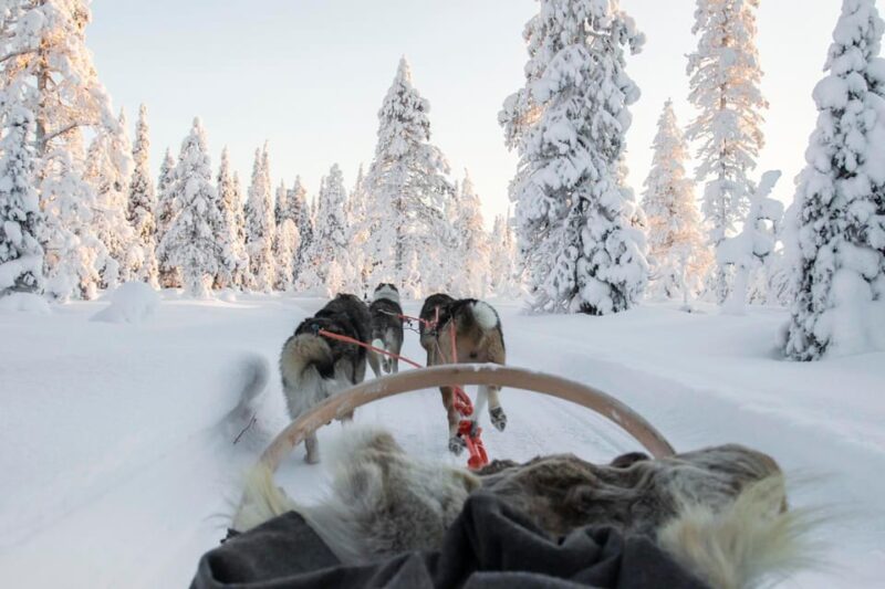 From Rovaniemi: Husky and Reindeer farm with sled ride - Food, Drinks, and Additional Inclusions