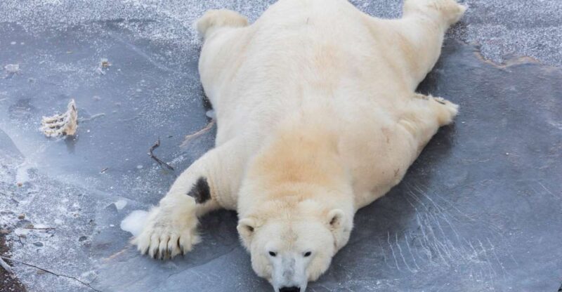 From Rovaniemi: Ranua Wildlife Park Experience - Exploring Ranua Wildlife Park’s Arctic Animals in Their Natural Habitat