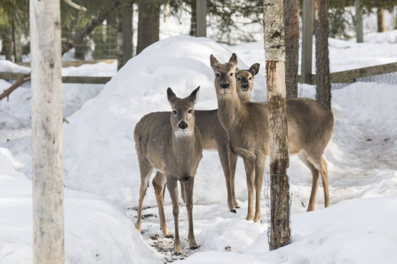 From Rovaniemi: Ranua Wildlife Park Experience - Flexibility and Booking Options