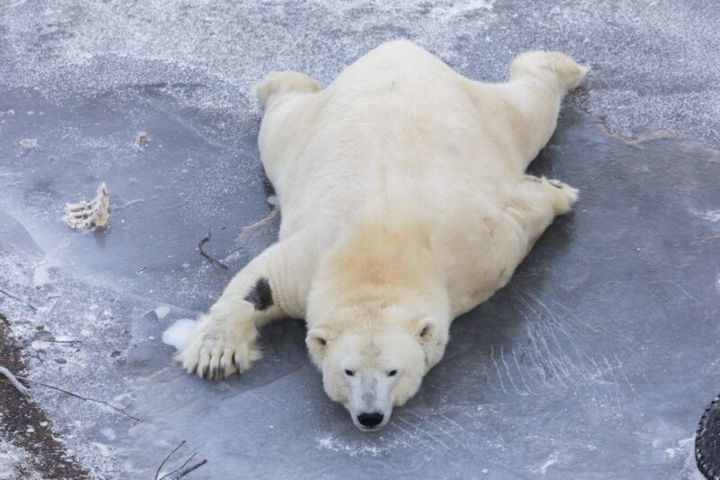 From Rovaniemi: Ranua Wildlife Park Experience - Limitations and Considerations