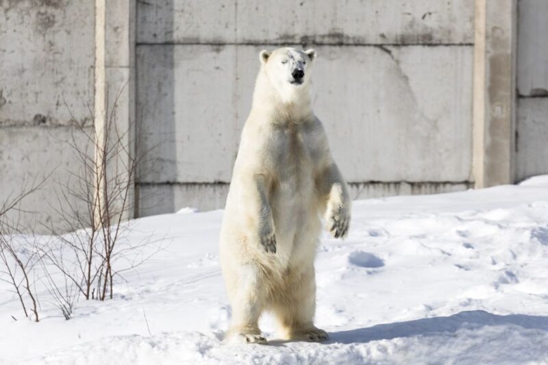 From Rovaniemi: Ranua Wildlife Park Experience - Comparing Similar Tours and Options