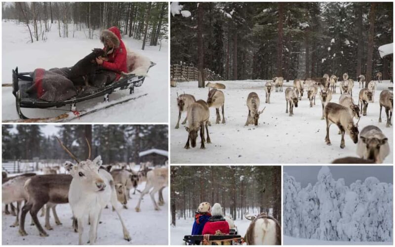 From Rovaniemi: Reindeer Farm Visit with Sleigh Ride - Practical Tips for the Tour