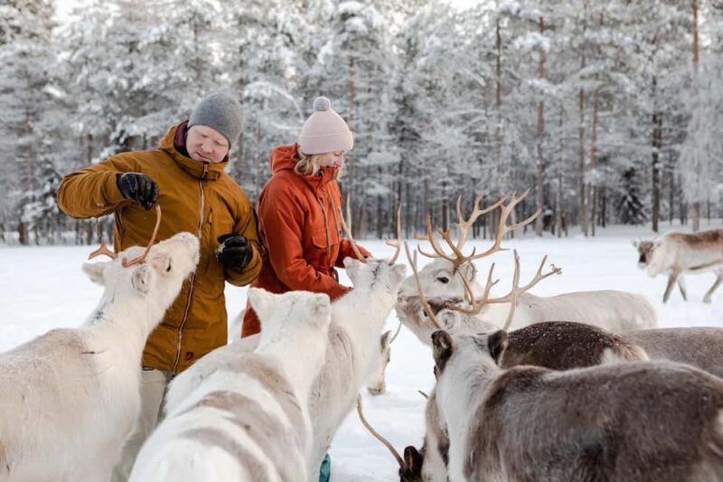 From Rovaniemi: Reindeer Farm Visit with Sleigh Ride - The Experience Provider and Booking Flexibility