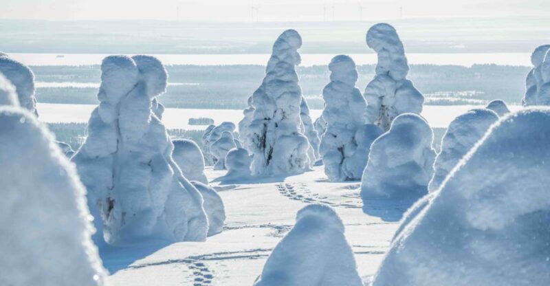 From Rovaniemi: Riisitunturi Full-Day Wilderness Adventure - Enjoying a Lappish Campfire Lunch in the Wilderness