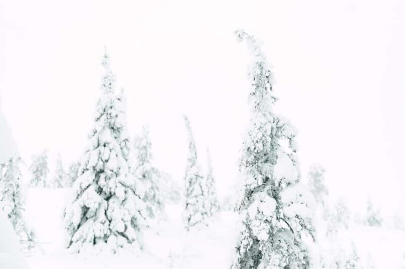 From Rovaniemi: Riisitunturi Snowy Hike with Photographer - Key Points