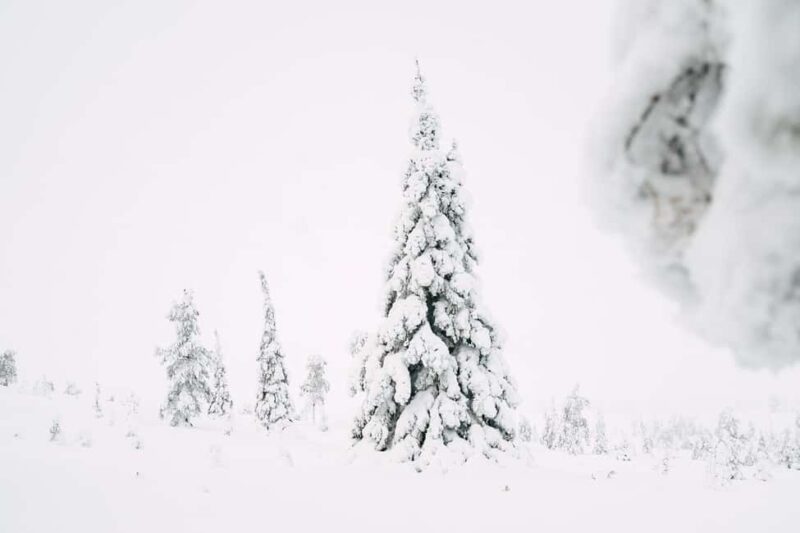 From Rovaniemi: Riisitunturi Snowy Hike with Photographer - The Snowy Trail and Photographic Guidance