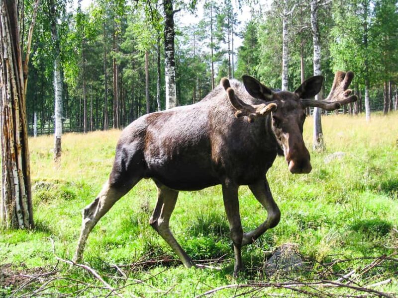 From Rovaniemi: Visit Wildlife Park in Ranua - Ranua Wildlife Park: Home to 50 Arctic Animal Species