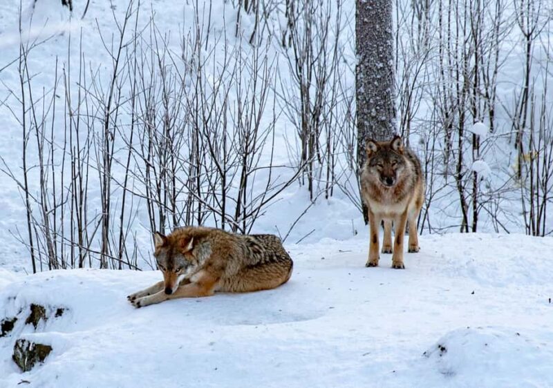 From Rovaniemi: Visit Wildlife Park in Ranua - Guided Explanation in English and Russian