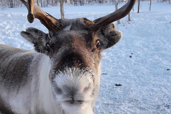 From Saariselkä: Ice Fishing Tour to Lake Inari, reindeers &lunch - Snowmobile-Sleigh Ride into the Arctic Wilderness