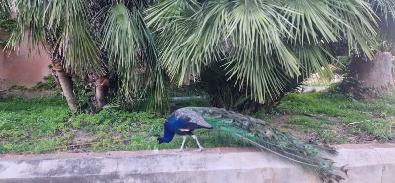 From Salou: Park Samá with 1 vermouth tasting, hotel Pickup - Sampling Spanish Tradition: The Vermouth Tasting