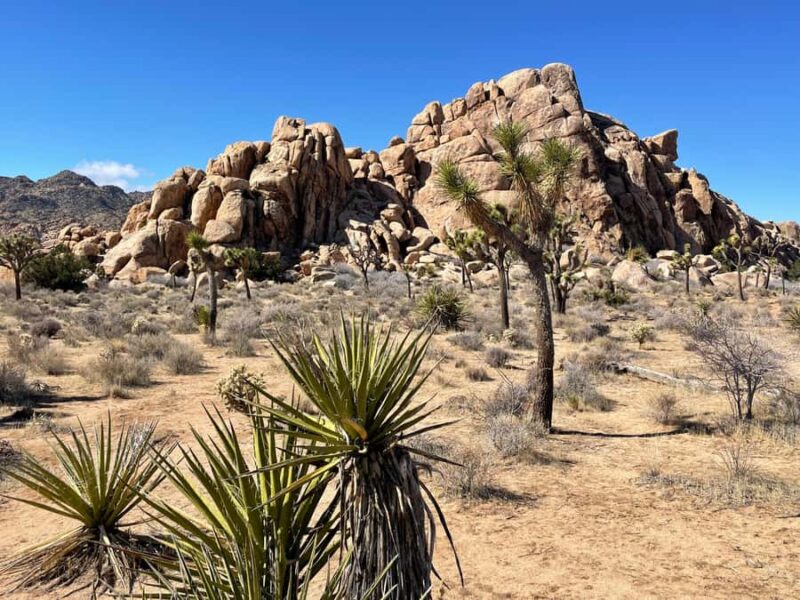 From San Diego: Joshua Tree National Park Private Tour - Explore Joshua Tree National Park with a Private Guide from San Diego