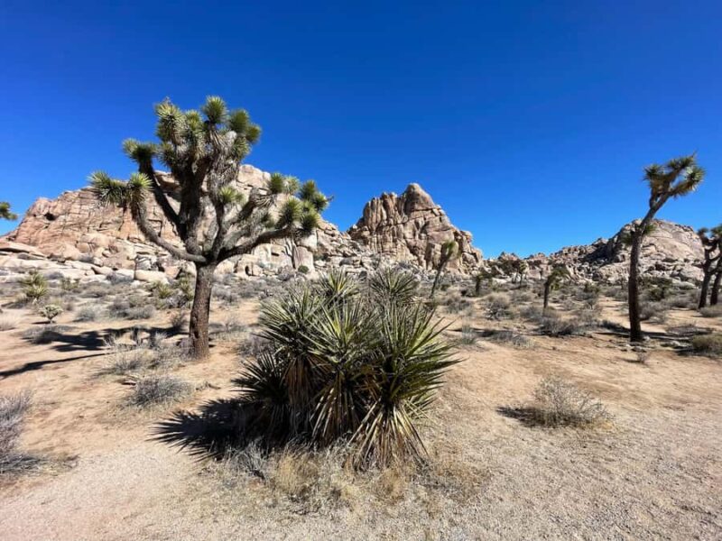 From San Diego: Joshua Tree National Park Private Tour - The Tour Experience: Highlights and Practical Details