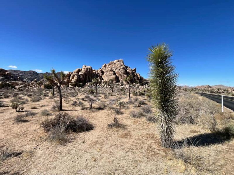 From San Diego: Joshua Tree National Park Private Tour - Who Will Appreciate This Private Joshua Tree Tour?