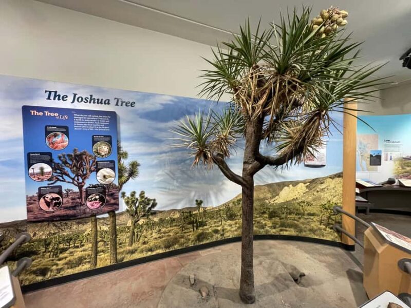 From San Diego: Joshua Tree National Park Private Tour - Frequently Asked Questions