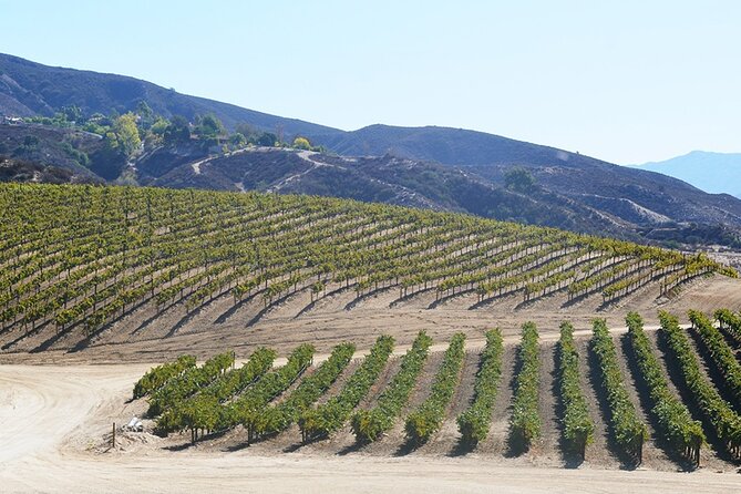 From San Diego Temecula Wine Country Tour - Wine Tasting and Food Options