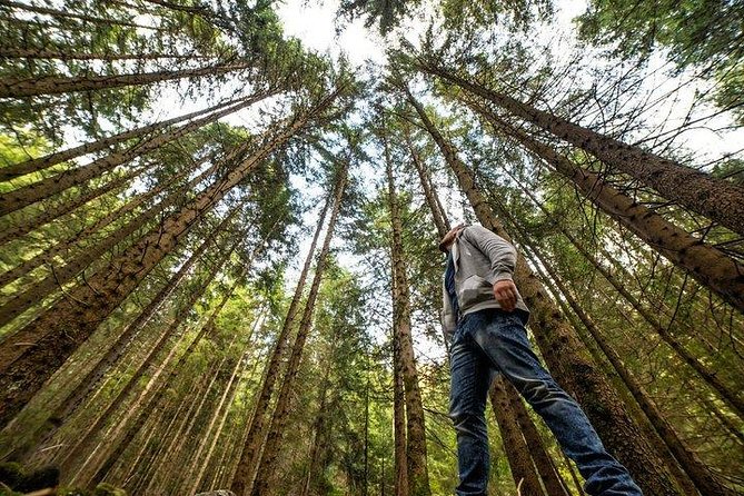 From San Francisco: Alcatraz Island & Guided Muir Woods Tour - Self-Guided Exploration at Muir Woods