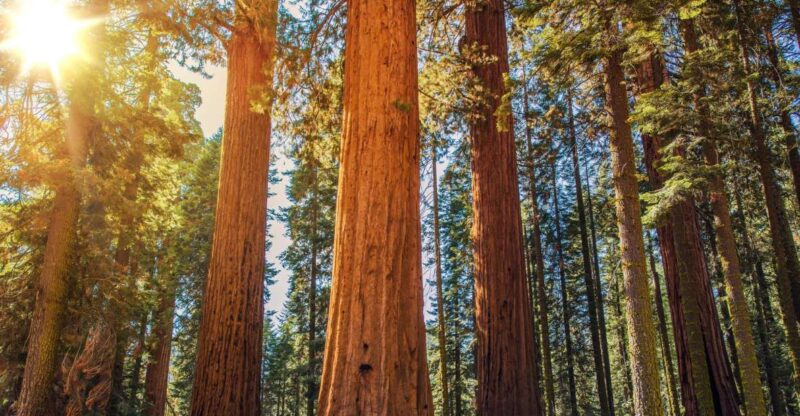 From San Francisco: Guided Muir Woods Excursion - Key Points
