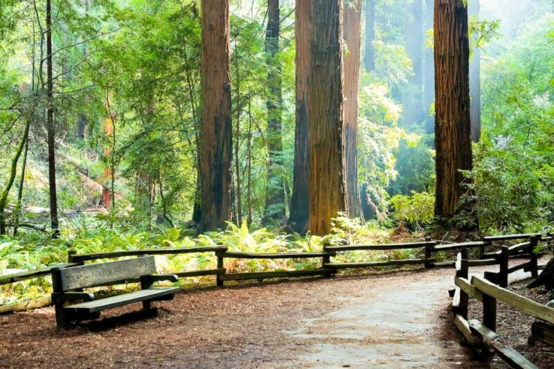 From San Francisco: Guided Muir Woods Excursion - The Scenic Drive Across the Golden Gate Bridge