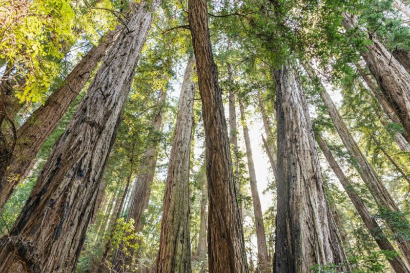 From San Francisco: Guided Muir Woods Tour - Key Points