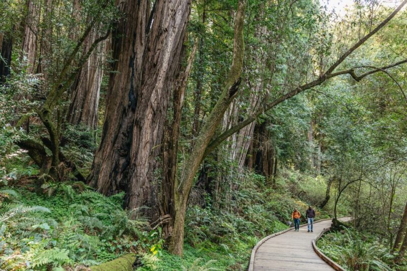 From San Francisco: Guided Muir Woods Tour - Sausalito: A Quaint Coastal Stop