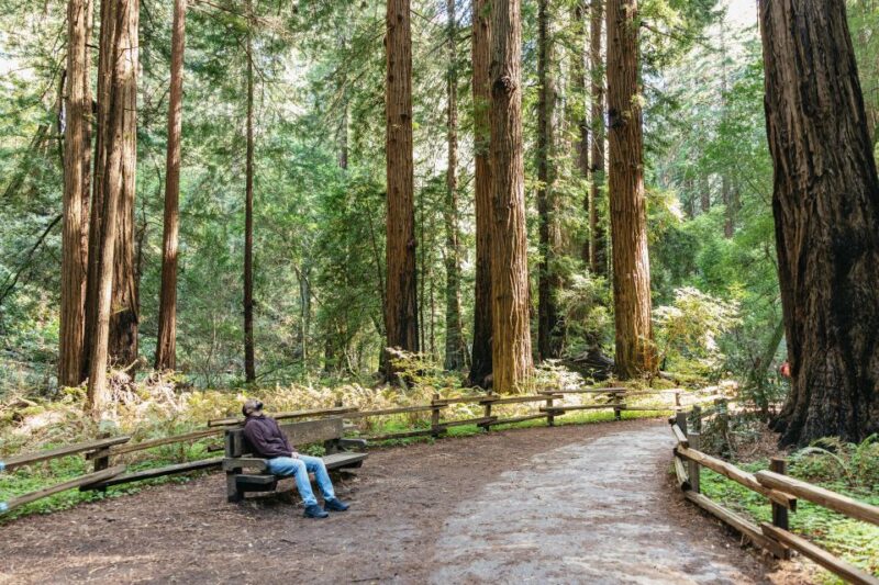 From San Francisco: Guided Muir Woods Tour - The Guide and Transportation Experience