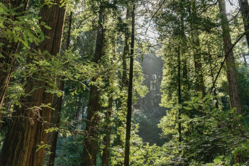 From San Francisco: Guided Muir Woods Tour - How This Tour Compares to Other Options