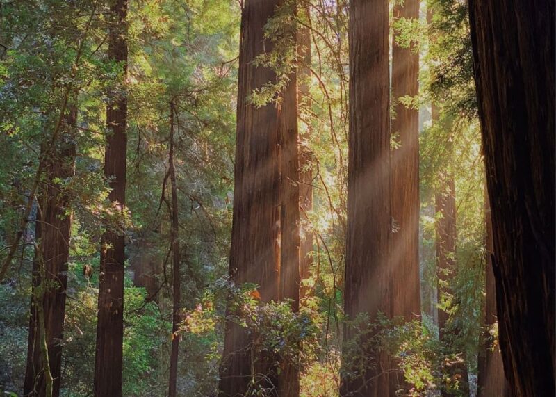From San Francisco: Muir Woods & 3 Wineries in Napa & Sonoma - Practical Tips for Participants