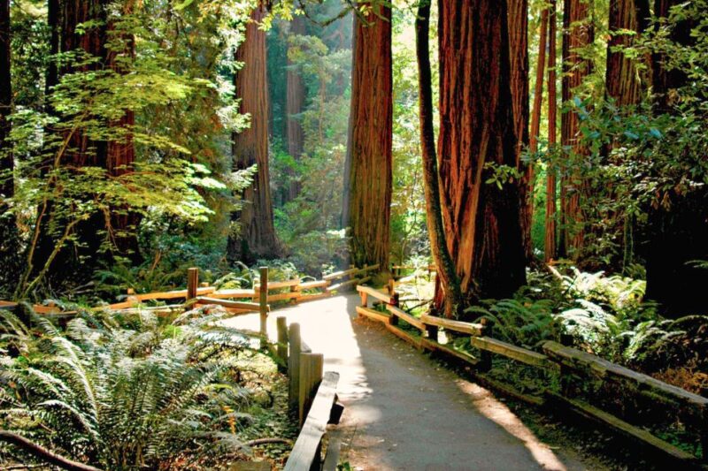 From San Francisco: Muir Woods and Sausalito Half-Day Trip - Practical Details: Logistics, Timing, and What to Bring