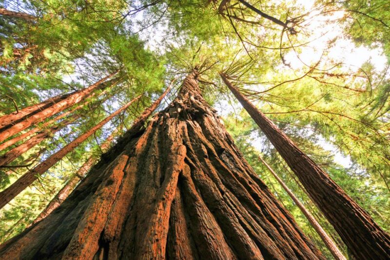 From San Francisco: Muir Woods and Sausalito Half-Day Trip - The Experience: Guided Tours and Notable Guides
