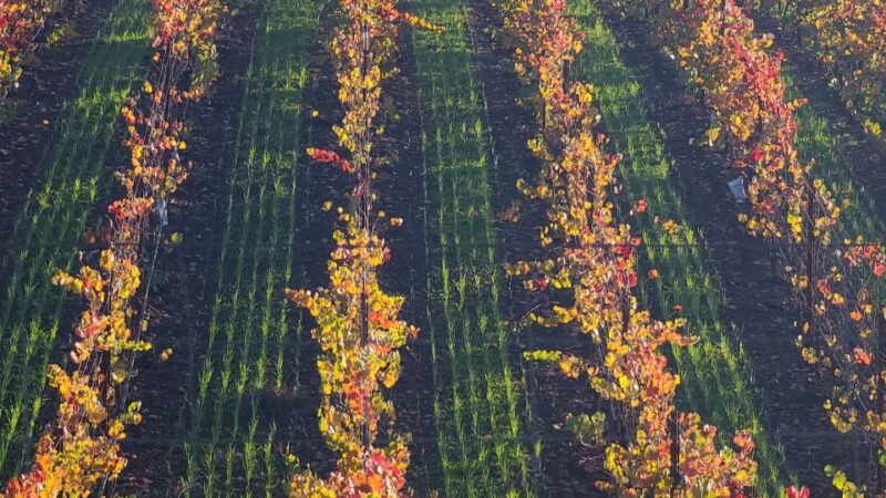 From San Francisco: Napa and Sonoma Private Wine Tour - Visiting 2-3 Wineries in Sonoma and Napa