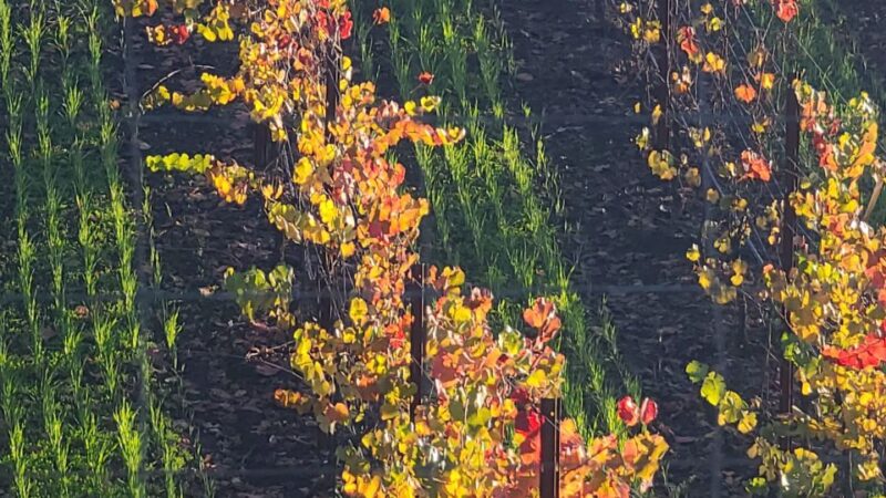 From San Francisco: Napa and Sonoma Private Wine Tour - Scenic Return Across the Bay Bridge and Treasure Island Photos