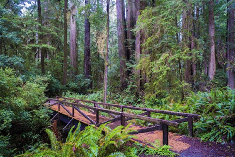 From San Francisco: Private Muir Woods and Napa Wine Tour - Muir Woods Entry Fee and Additional Costs