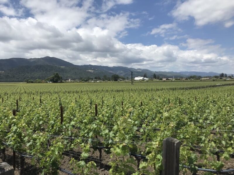 From San Francisco: Private Muir Woods and Napa Wine Tour - The Experience of a Private, Customizable Tour