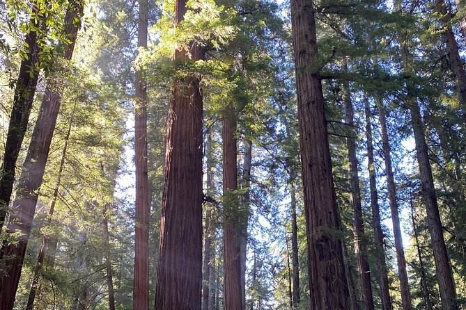 From San Francisco: Wine Tour, Redwoods, and Hop-on Hop-off Tour - San Francisco City Tour with 17 Stops