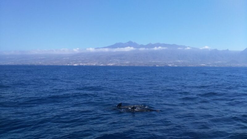 From San Juan beach : Marine Life Cruise - Important Tips for Participants