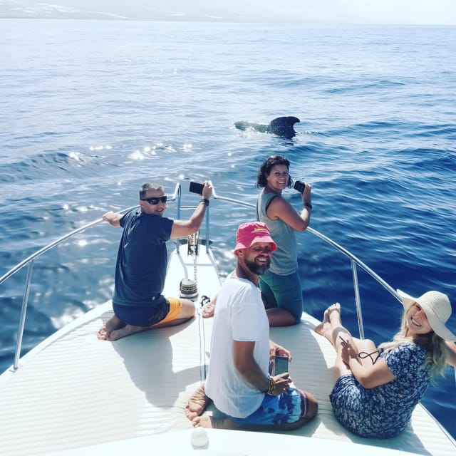 From San Juan beach : Marine Life Cruise - Comparing Similar Tenerife Marine Tours