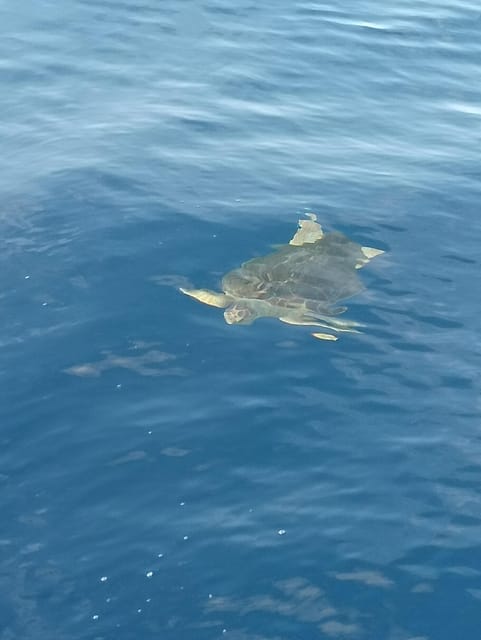 From San Juan beach : Marine Life Cruise - Frequently Asked Questions