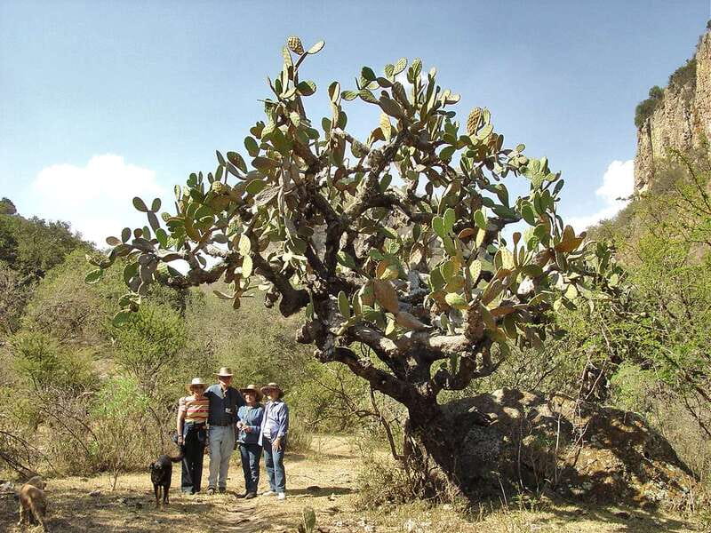 From San Miguel de Allende: Hiking in the Canyon with Lunch - Key Points