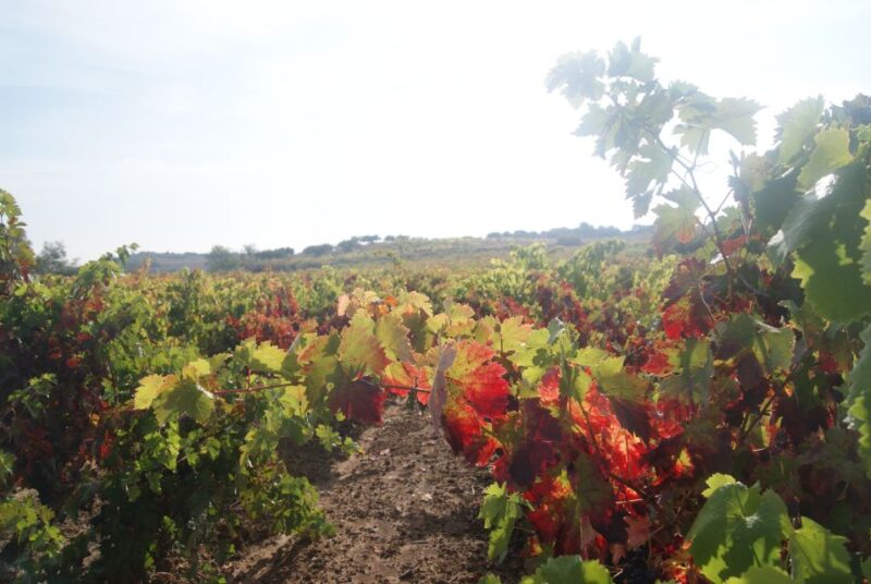 From San Sebastian/Bilbao/Vitoria: La Rioja Wineries Tour - Scenic Drive Through Basque Country Landscapes